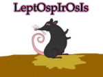 leptospira