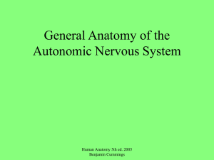 General Anatomy of the Autonomic Nervous System