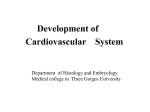 21-Development of cardiovascular system