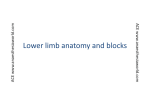 Lower limb anatomy and blocks - Preparing for Anaesthesia Exams