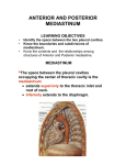 posterior mediastinum