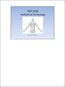 PEP 3250 Anatomical Kinesiology