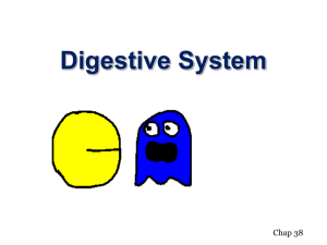 Digestive System - Net Start Class