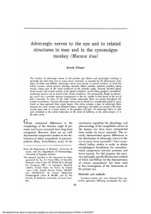 Adrenergic Nerves to the Eye and to Related