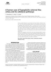 A human case of hypoplastic external iliac artery and