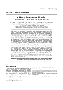 The tensor of the vastus intermedius the fifth muscle of the extensor