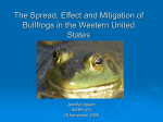 The Spread, Effect and Mitigation of Bullfrogs