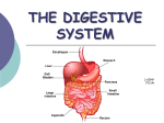 the digestive system