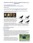 Information on SPECIES – How do we define them and how can we