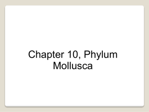 Characteristics of Phylum Mollusca