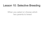 Lesson 10: Selective Breeding