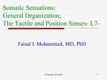 Somatic Sensations: General Organization