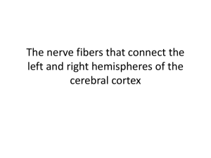 The nerve fibers that connect the left and right hemispheres of the