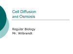 The Cell Diffusion-Osmosis