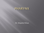 21-Pharynx