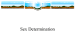 Sex Determination -