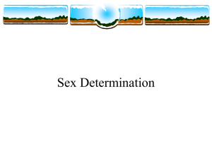 Sex Determination -
