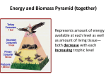 Energy and Biomass Pyramid (together)
