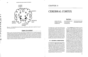 cerebral cortex - krigolson teaching