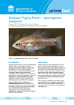 Oxleyan Pygmy Perch – Nannoperca oxleyana