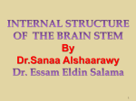 09Internal_Structures_of_Brainstem