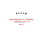 Cellular Respiration II PPT