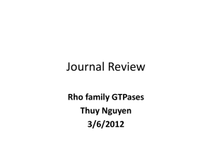Thuy`s Rho family GTPases review