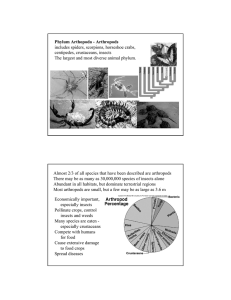 Phylum Arthopoda - Arthropods includes spiders, scorpions