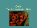 Cells “The Building Blocks of Life”