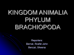 kingdom animalia phylum brachiopoda