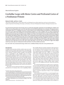 Cerebellar Loops with Motor Cortex and Prefrontal Cortex of a