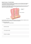 Small Intestine Worksheet