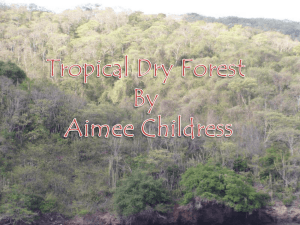 Tropical Dry Forest