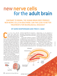 new nerve cells for the adult brain