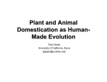 Plant and Animal Domestication as Human