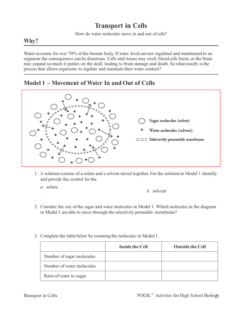 Transport in Cells POGIL With Regard To Transport In Cells Worksheet