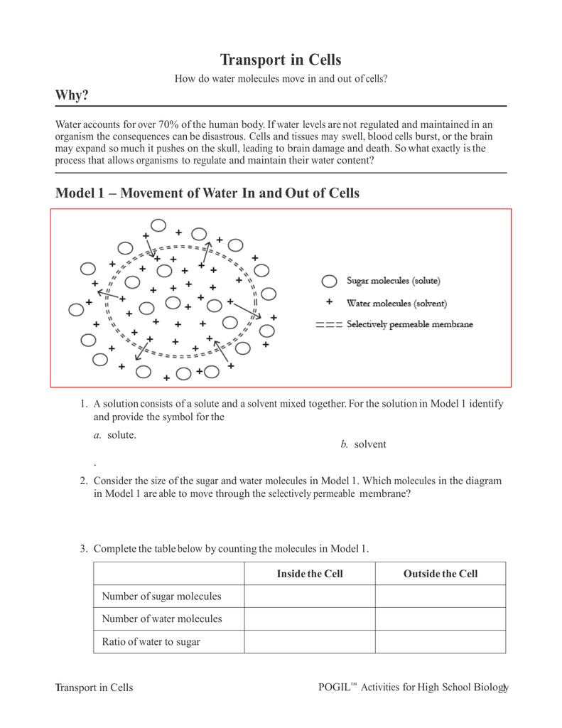 Transport In Cells Worksheet Answers - Nidecmege Pertaining To Transport In Cells Worksheet Answers