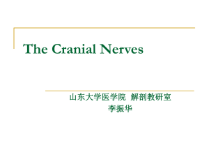 The Cranial Nerves