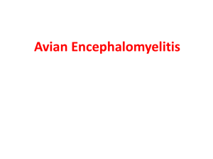 Avian Encephalomyelitis