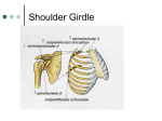 shouldergirdle chp 8