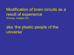 Modification of brain circuits as a result of experience