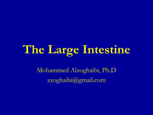 L8-The Large Intestine