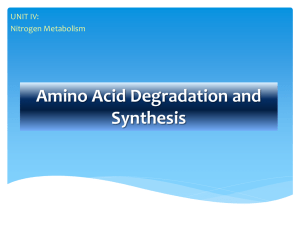 Ch20.1 Amino-acids-degradation and synthesis