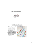 Introduction to gel electrophoresis