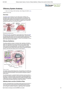 Olfactory System Anatomy