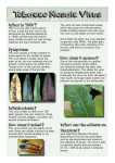 Tobacco Mosaic Virus Information Sheet