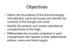 Anterior and Medial Thigh - Biologisch Medisch Centrum