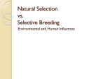 natural selection and selective breeding