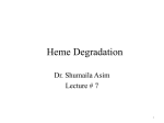 7-Heme Degradation