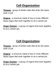 5) Cell Organization